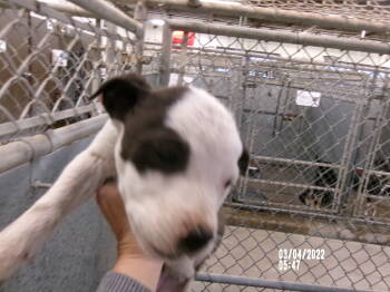 Rescue American Staffordshire Terrier Dogs for Adoption in Clovis, New Mexico - 86010 | PetCurious