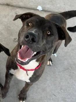 Rescue Mixed Breed Dogs for Adoption in Lampasas, Texas - Happy | PetCurious