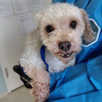 Audrey 5399 -  Poodle and None Dog Available for Adoption in Loxahatchee Groves, Florida - Audrey 5399 | PetCurious