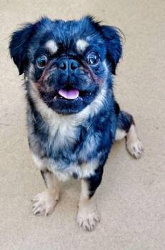 FRECKLES -  Pug and Australian Shepherd Dog for Adoption in Derwood, Maryland - FRECKLES | PetCurious