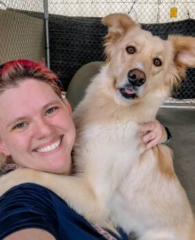 Blondie -  Golden Retriever and Australian Shepherd Dog for Adoption in Emmett, Idaho - Blondie | PetCurious