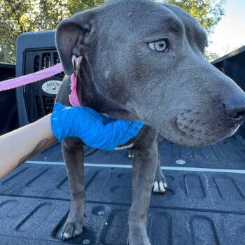 Pit Bull Terrier Dogs Available for Adoption - Stacy | PetCurious