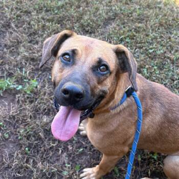 Rescue Mixed Breed Dogs for Adoption in Columbus, North Carolina - Daisey | PetCurious