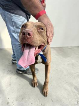 Pit Bull Terrier Dogs Available for Adoption in Ventura, California - Mandi  | PetCurious