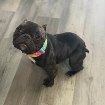 Minnow -  American Bully Dog for Adoption in Las Vegas, Nevada - Minnow | PetCurious