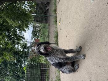 Juno the best sweetest big puppy -  German Wirehaired Pointer Dog for Adoption in Russiaville, Indiana - Juno The Best Sweetest Big Puppy | PetCurious