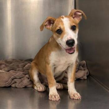Moondragon -  Cardigan Welsh Corgi and Terrier Dog for Adoption in Morton Grove, Illinois - Moondragon | PetCurious