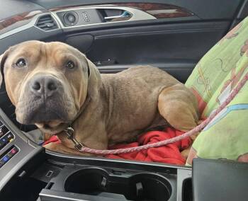 Pedro -  Bulldog Dog for Adoption in Elizabeth, Colorado - Pedro | PetCurious