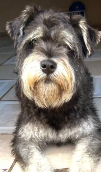 Mikey -  Schnauzer Dog for Adoption in San Diego, California - Mikey | PetCurious