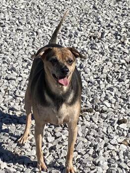 Bingo -  Chihuahua and Beagle Dog for Adoption in Hartford, Kentucky - Bingo | PetCurious
