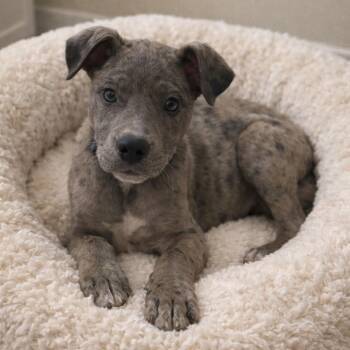 Mixed Breed Dogs Available for Adoption - MONET | PetCurious