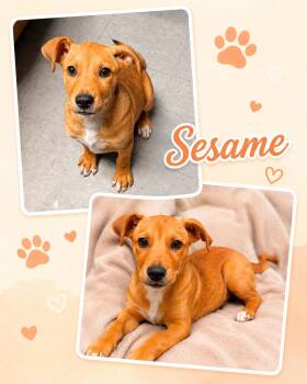 Sesame -  Labrador Retriever Dog for Adoption in Zimmerman, Minnesota - Sesame | PetCurious