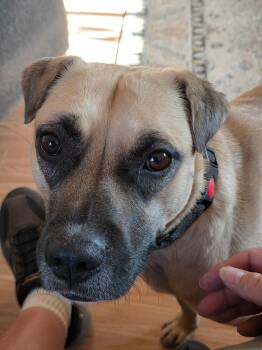 Jax -  Mixed Breed Dog for Adoption in Clarkdale, Arizona - Jax | PetCurious