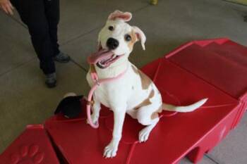 Lois -  Pit Bull Terrier and Mixed Breed Dog for Adoption in Kansas City, Missouri - Lois | PetCurious