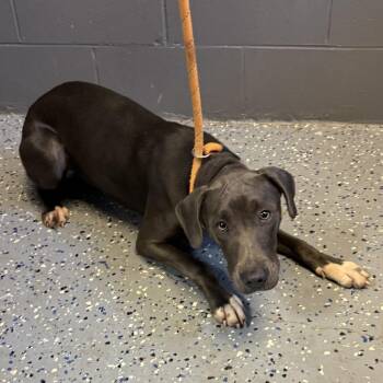 Grey Girl -  Weimaraner and Mixed Breed Dog for Adoption in Tuscaloosa, Alabama - Grey Girl | PetCurious