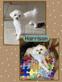 Harrison -  Maltese Dog for Adoption in Fort Wayne, Indiana - Harrison | PetCurious
