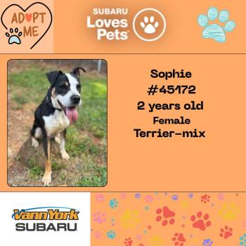 Rescue Terrier Dogs for Adoption in Randleman, North Carolina - Sophie | PetCurious
