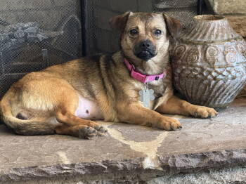 Rescue Chihuahua and Pug Dogs for Adoption in Holly Springs, North Carolina - Chrissy | PetCurious