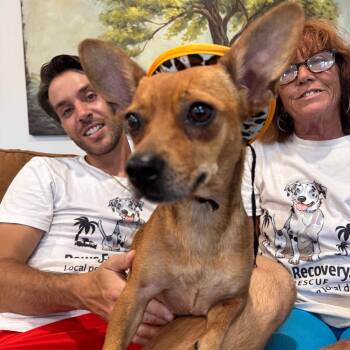 THELMA (673) -  Dachshund and Mixed Breed Dog for Adoption in Indiantown, Florida - THELMA (673) | PetCurious