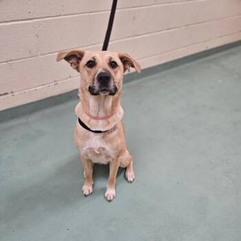 Mixed Breed Dogs Available for Adoption in Memphis, Tennessee - Teresa Flowers | PetCurious