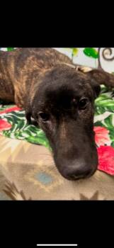 Rescue Mixed Breed Dogs for Adoption in Brookhaven, Mississippi - Reba 25 | PetCurious