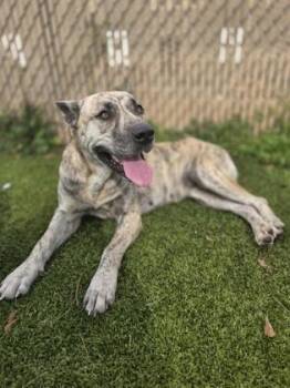 Rice Pudding -  Siberian Husky and Mixed Breed Dog for Adoption in Gainesville, Florida - Rice Pudding | PetCurious