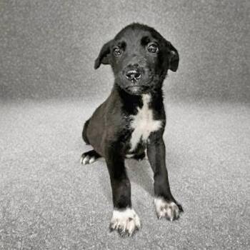 Donald -  Chihuahua and Labrador Retriever Dog for Adoption in Portsmouth, Ohio - Donald | PetCurious