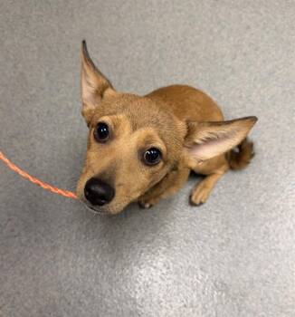 OBI -  Chihuahua and Mixed Breed Dog for Adoption in Ontario, California - OBI | PetCurious