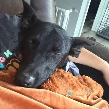 Loretta -  German Shepherd Dog Dog for Adoption in Chicago, Illinois - Loretta | PetCurious