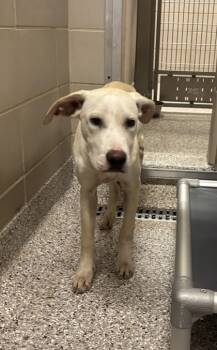 Rescue Terrier and Mixed Breed Dogs for Adoption in Gastonia, North Carolina - Lou | PetCurious