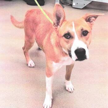 Terrier Dogs Available for Adoption in Buellton, California - Cash | PetCurious