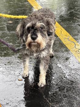 Schnauzer Dogs Available for Adoption in Margate, Florida - TEDDY | PetCurious