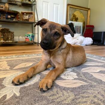 Roo -  German Shepherd Dog Dog for Adoption in Semmes, Alabama - Roo | PetCurious