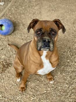 Rescue Boxer Dogs for Adoption in Hewitt, Texas - Happy | PetCurious