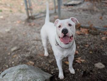 Rescue Dogo Argentino and American Bully Dogs for Adoption in Coquitlam, British Columbia - Rufus | PetCurious