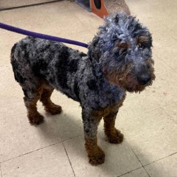 Poodle and Australian Shepherd Dogs Available for Adoption - Cyprus | PetCurious