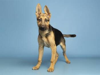 German Shepherd Dog Dogs Available for Adoption in Phoenix, Arizona - REAGAN | PetCurious