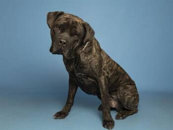Cane Corso Dogs Available for Adoption in Phoenix, Arizona - DINO | PetCurious