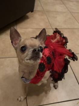 Fanci -  Chihuahua Dog for Adoption in Cleveland, Ohio - Fanci | PetCurious