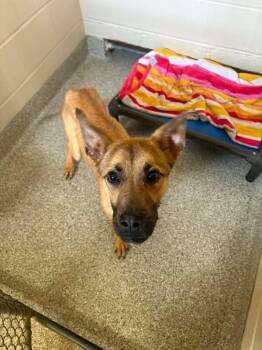 Frankie Jr. -  German Shepherd Dog and Mixed Breed Dog for Adoption in Georgetown, Ohio - Frankie Jr. | PetCurious