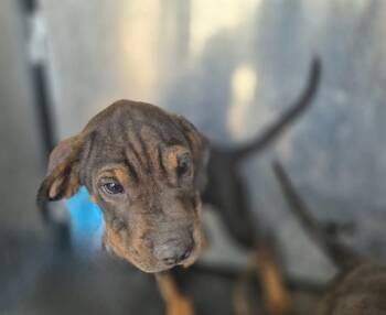 RUMBLE -  Hound Dog for Adoption in San Antonio, Texas - RUMBLE | PetCurious