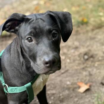 Rescue Black Labrador Retriever and Terrier Dogs for Adoption in Evansville, Wisconsin - WASHBURN | PetCurious