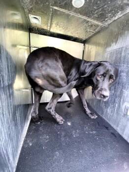 Labrador Retriever Dogs Available for Adoption in San Antonio, Texas - CANE | PetCurious
