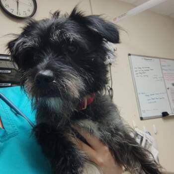 Paulie -  Yorkshire Terrier and Schnauzer Dog for Adoption in Lakeland, Florida - Paulie | PetCurious