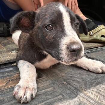 Candace -  Mixed Breed Dog for Adoption in Valley, Alabama - Candace | PetCurious