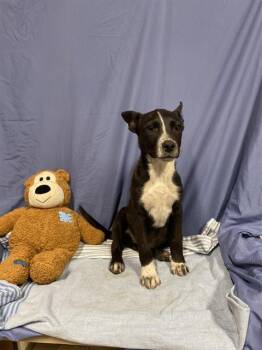 Belgian Shepherd Malinois and Mixed Breed Dogs Available for Adoption in Modesto, California - MCFLURRY | PetCurious