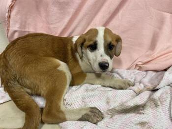 Saint Bernard and Mixed Breed Dogs Available for Adoption - A607303 | PetCurious