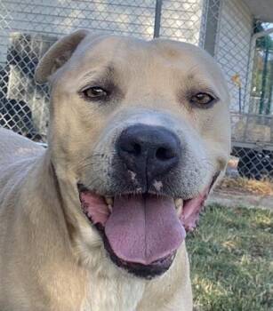 Gunner -  Pit Bull Terrier Dog for Adoption in Glasgow, Kentucky - Gunner | PetCurious