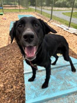 Labrador Retriever and English Setter Dogs Available for Adoption in Leesburg, Virginia - MACY | PetCurious