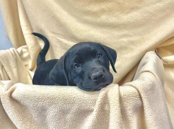 Labrador Retriever Dogs Available for Adoption in Decorah, Iowa - Candy | PetCurious